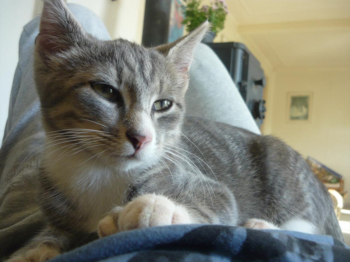 Huskat Oliver billede 15