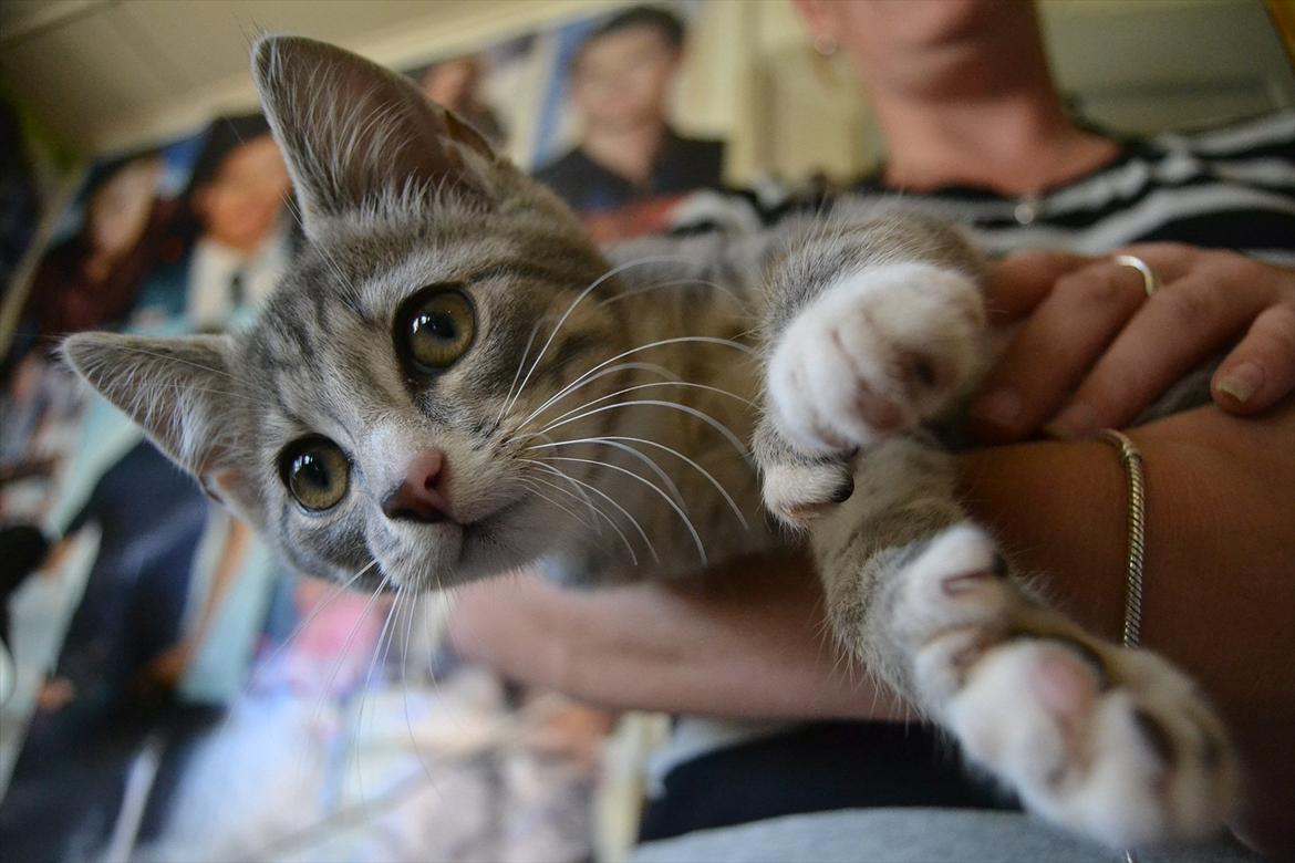 Huskat Oliver billede 1