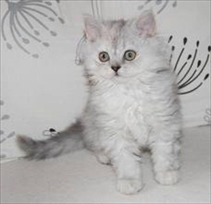 Selkirk Rex  Wind of Change - Her er Windy 9 uger billede 2