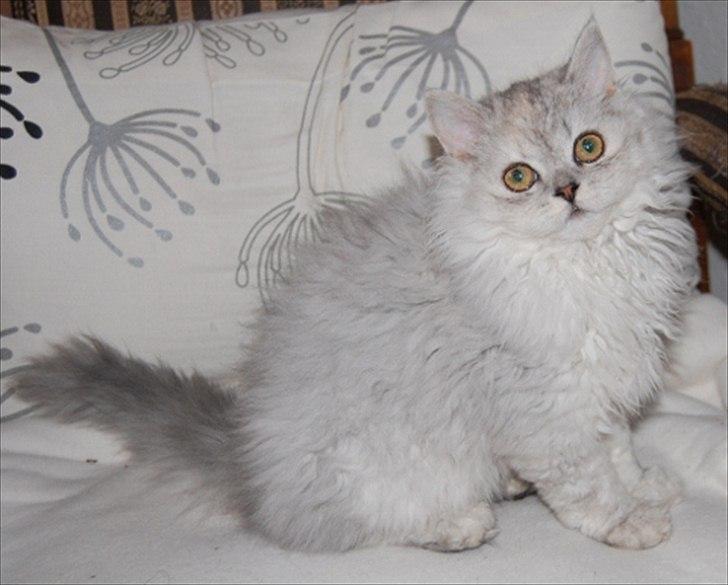 Selkirk Rex  Wind of Change - Windy 14 uger billede 1