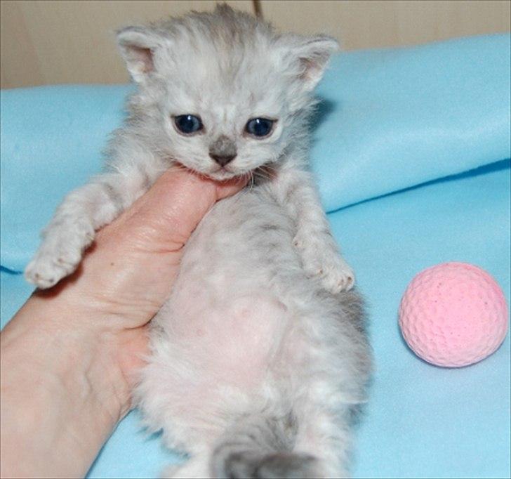 Selkirk Rex  Wind of Change - Windy som baby billede 3