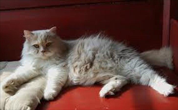 Selkirk Rex  Wind of Change - Windy´s mor Bokbacken`s Cocktail billede 4