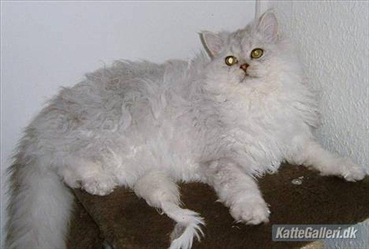 Selkirk Rex  Wind of Change - Windy´s far Insider Joker of Lykken billede 5