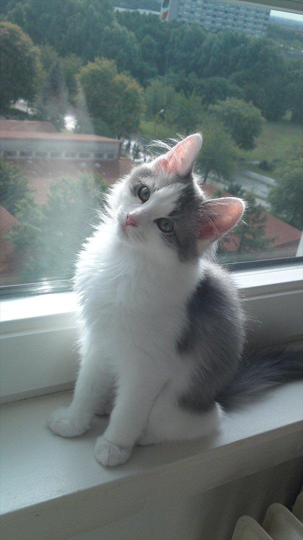 Sibirisk Kat Ulianik/ Obi - Man nyder vel udsigten :D billede 6