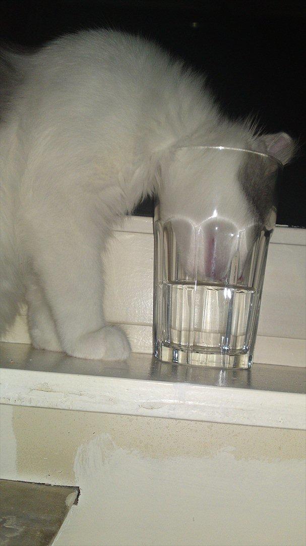 Sibirisk Kat Ulianik/ Obi - Bisse! Men kunne simpelthen ikke lade være med at grine og knipse lidt :D billede 8