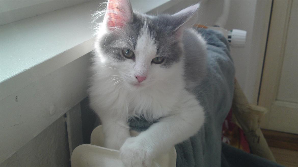 Sibirisk Kat Ulianik/ Obi billede 1