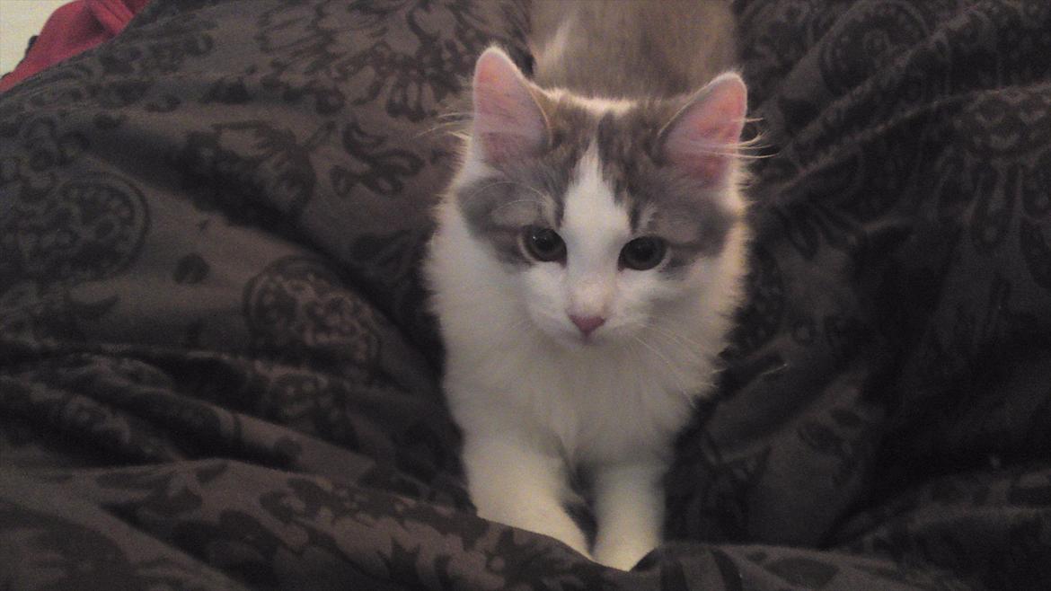 Sibirisk Kat Ulianik/ Obi - Med de øjne, kan han få mig til alt <3 billede 9