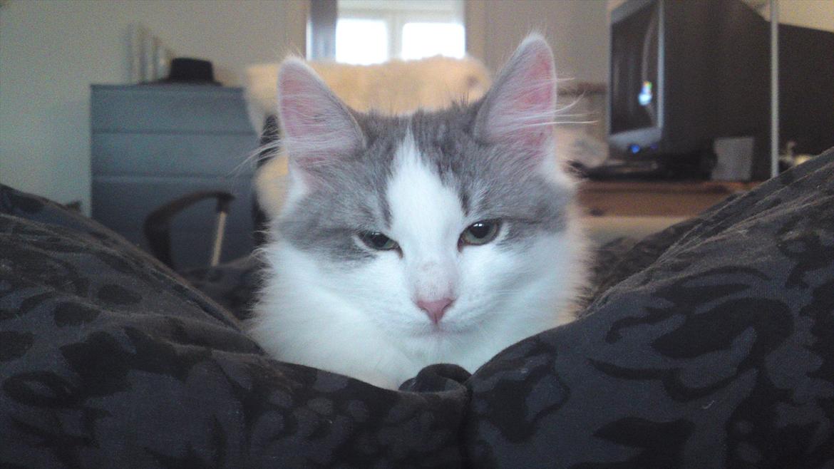 Sibirisk Kat Ulianik/ Obi billede 11