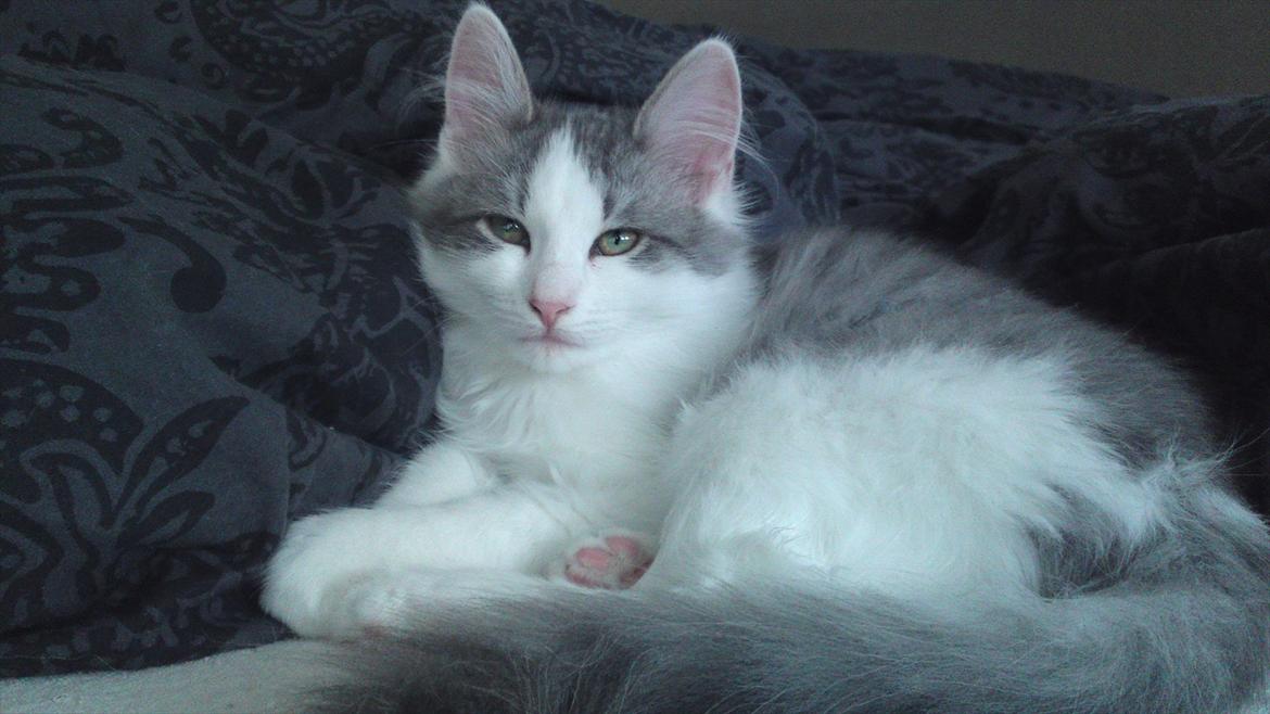 Sibirisk Kat Ulianik/ Obi - Omkring 4 måneder :) smuksak billede 7