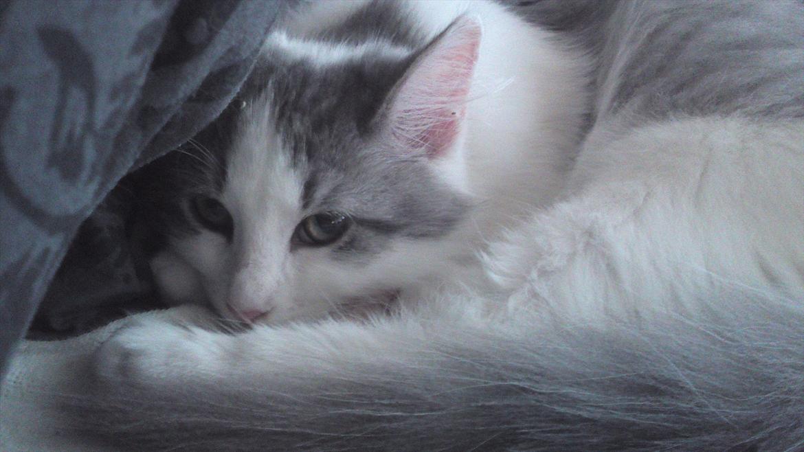 Sibirisk Kat Ulianik/ Obi billede 10