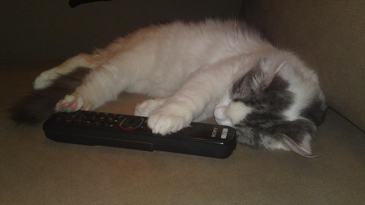 Sibirisk Kat Ulianik/ Obi - Jeg nænnede ikke at tage den fra ham, så trykkede frem og tilbage mens han lå med den :D billede 16