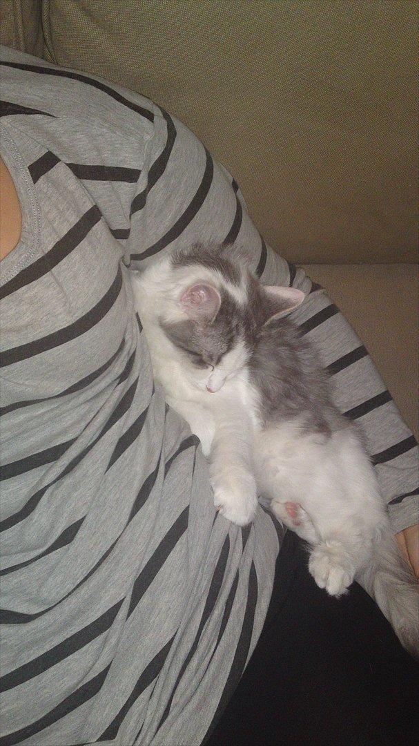 Sibirisk Kat Ulianik/ Obi - Min lille putteprins <3 billede 12