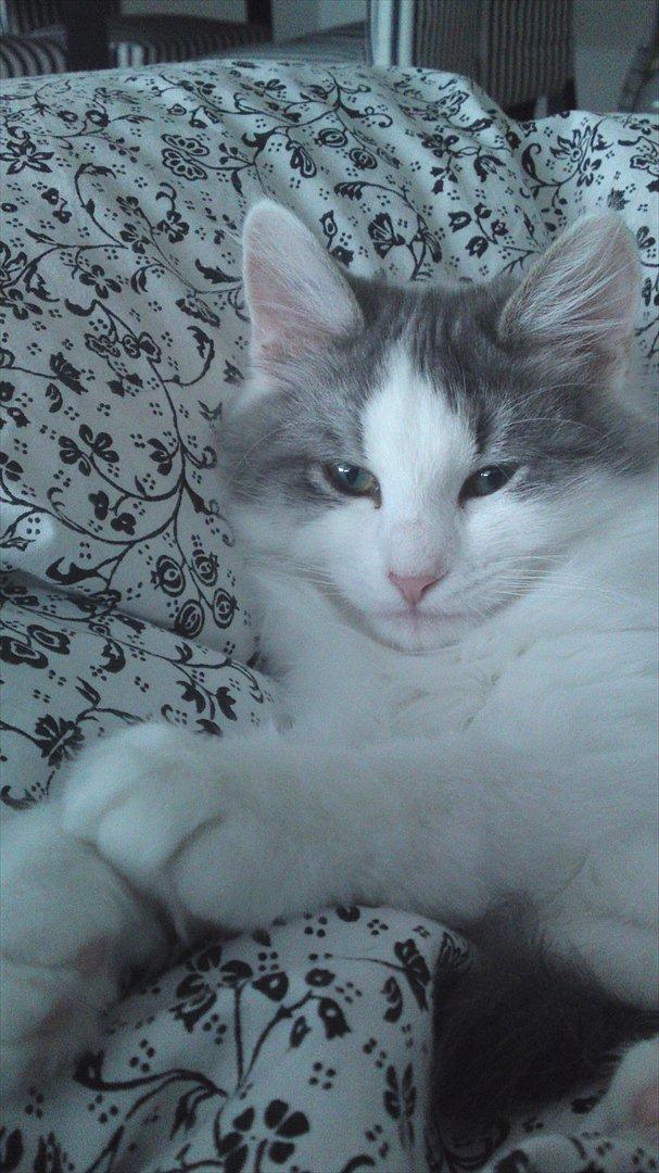 Sibirisk Kat Ulianik/ Obi billede 13