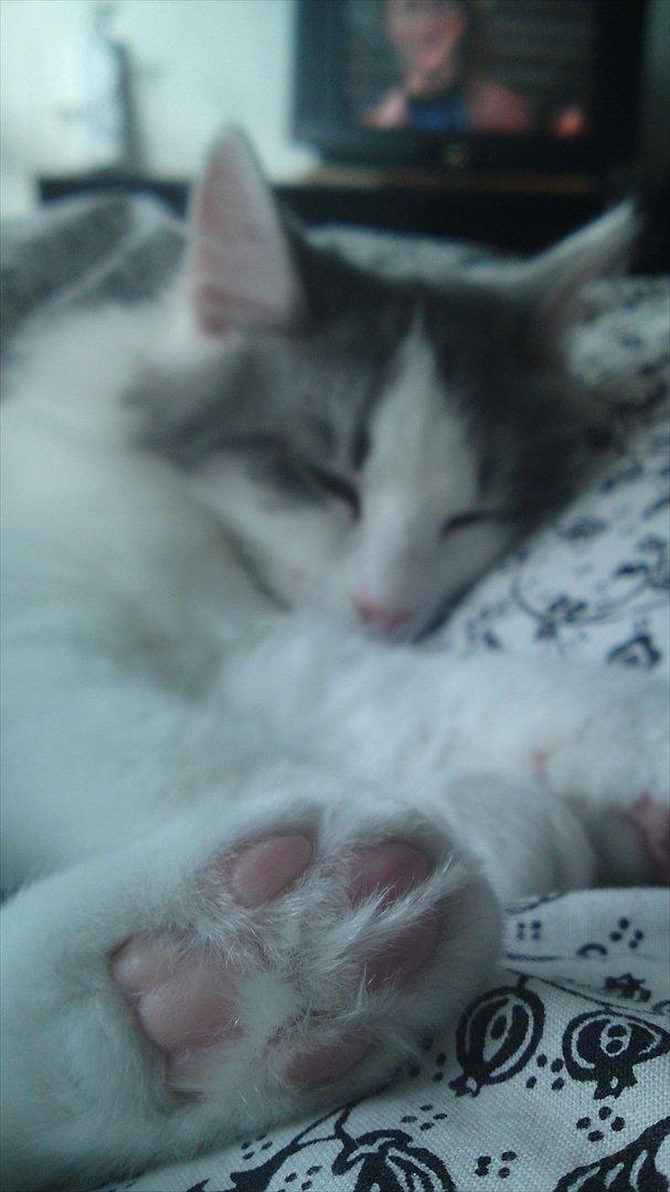 Sibirisk Kat Ulianik/ Obi billede 14