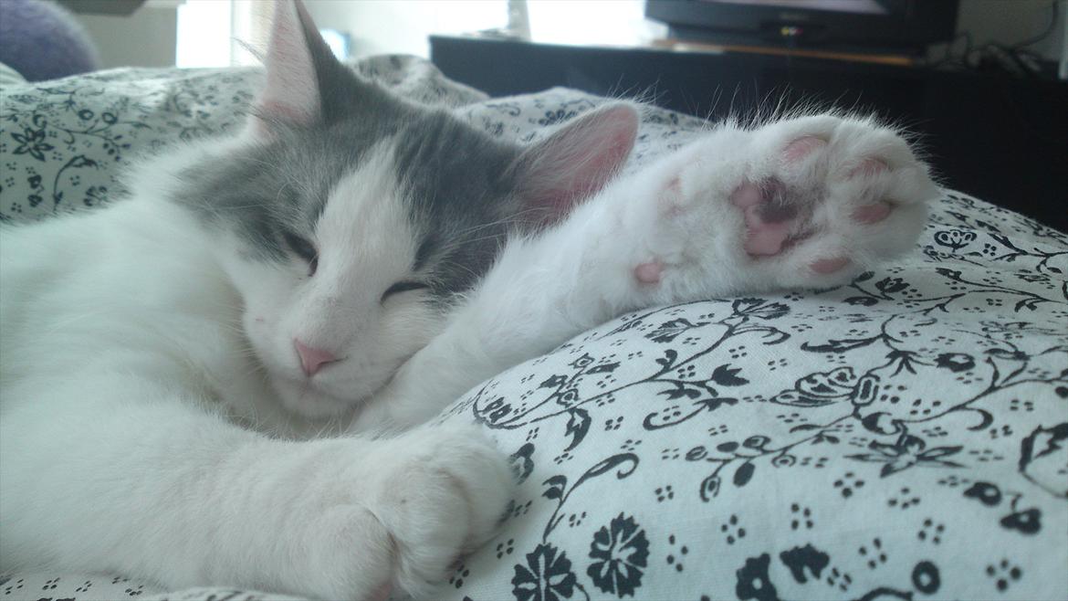 Sibirisk Kat Ulianik/ Obi - På vej til de 5 måneder :D billede 17