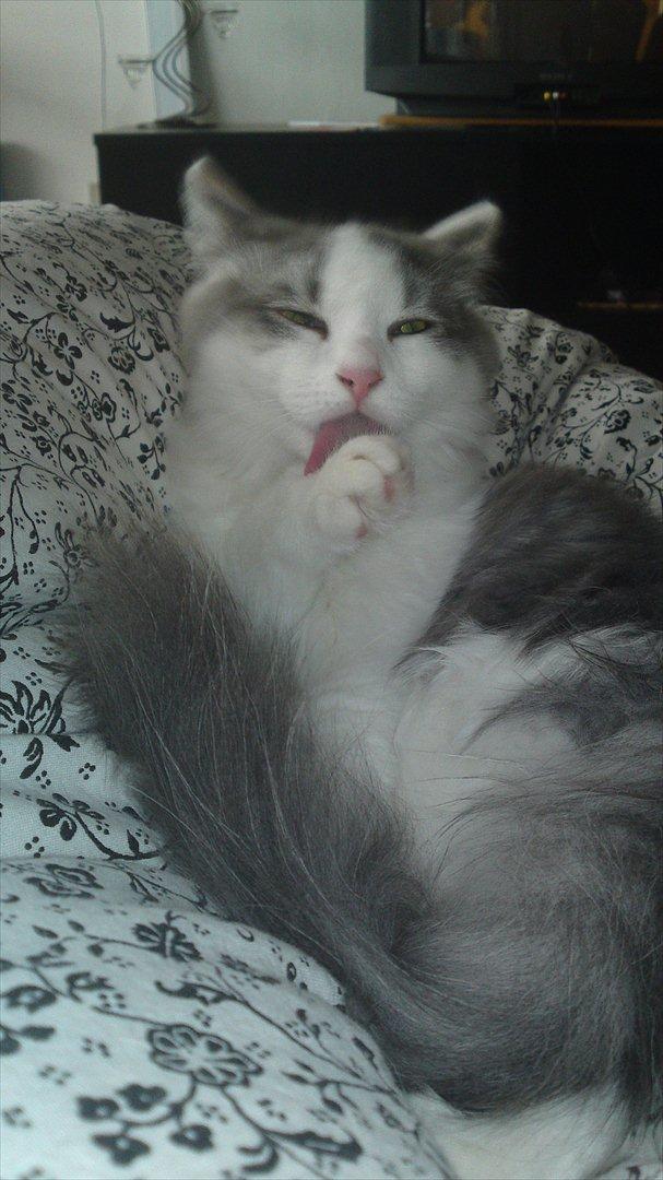 Sibirisk Kat Ulianik/ Obi billede 15