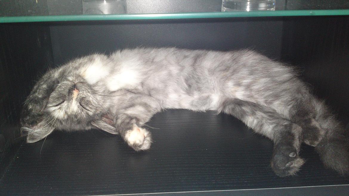 Sibirisk Kat LZ Tvoislava / Chewie - Omkring 4 mdr. ligger hun her i reolsystemet.. God udsigtspost tror jeg ;P billede 11