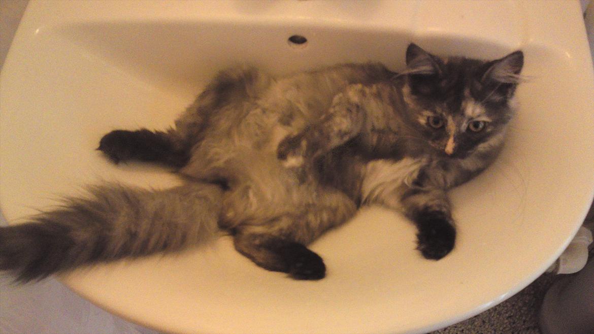 Sibirisk Kat LZ Tvoislava / Chewie - Vasken er bare et SKØNT sted at slappe af... I hvert fald når "mor" er med ;D billede 12