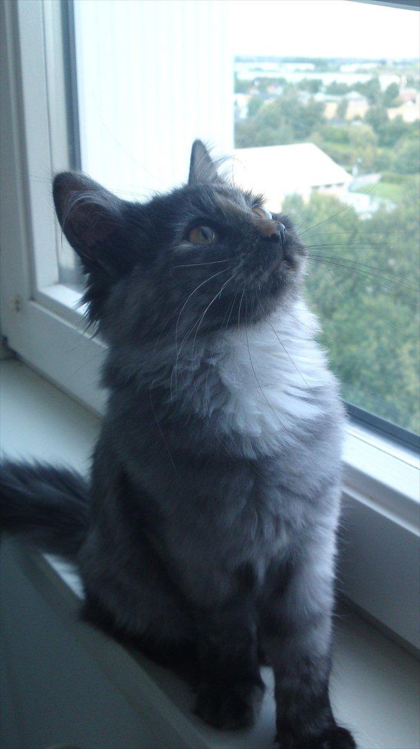 Sibirisk Kat LZ Tvoislava / Chewie - Nyder hun mon udsigten? Det gør jeg i hvert fald ;D billede 13