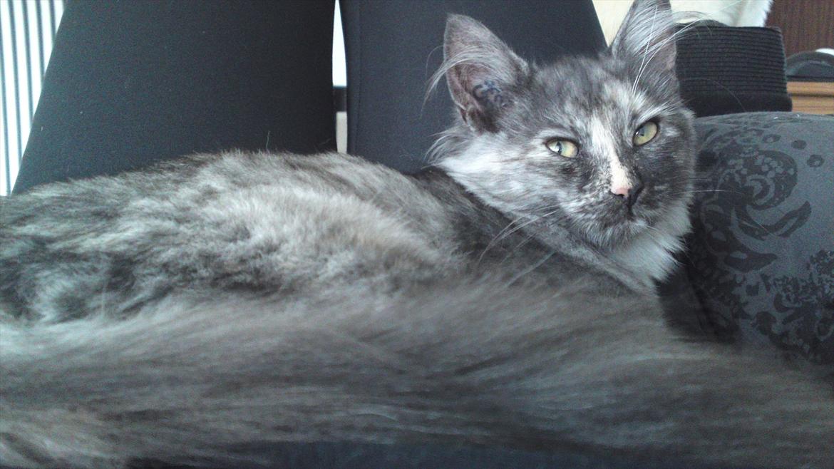 Sibirisk Kat LZ Tvoislava / Chewie - Fotomodel :D ( næsten 5 mdr ) billede 14