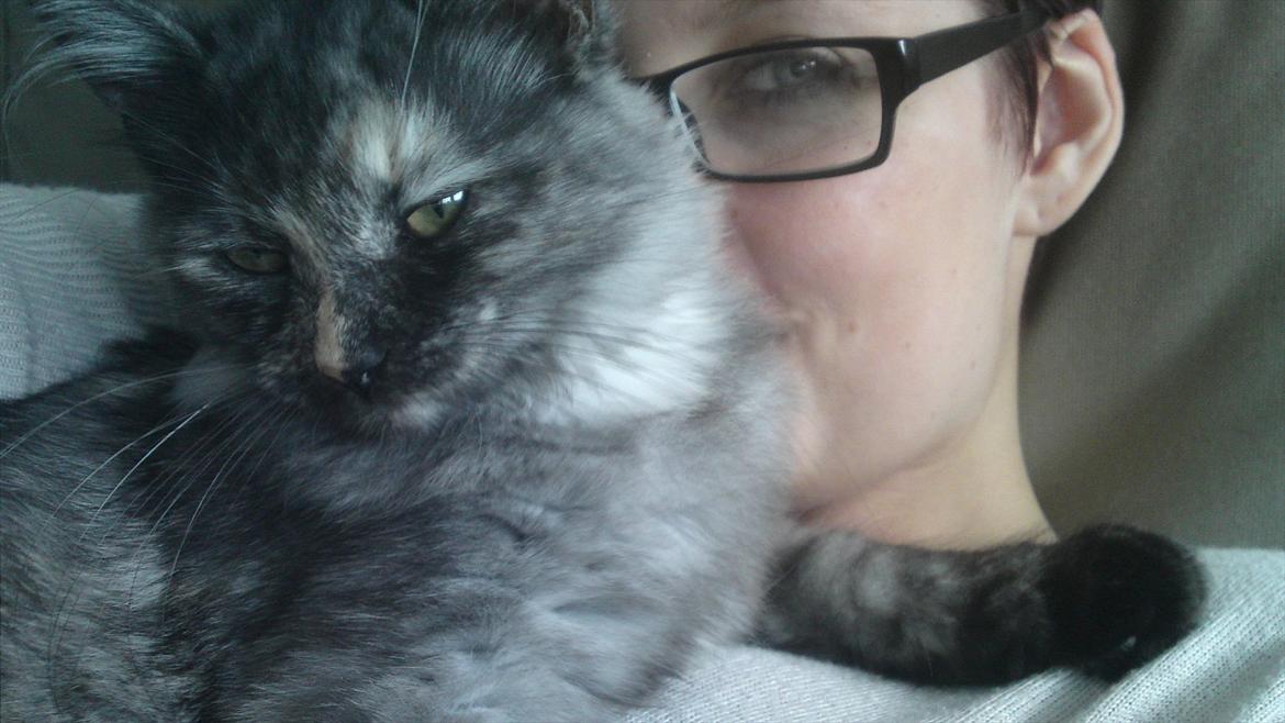 Sibirisk Kat LZ Tvoislava / Chewie billede 15