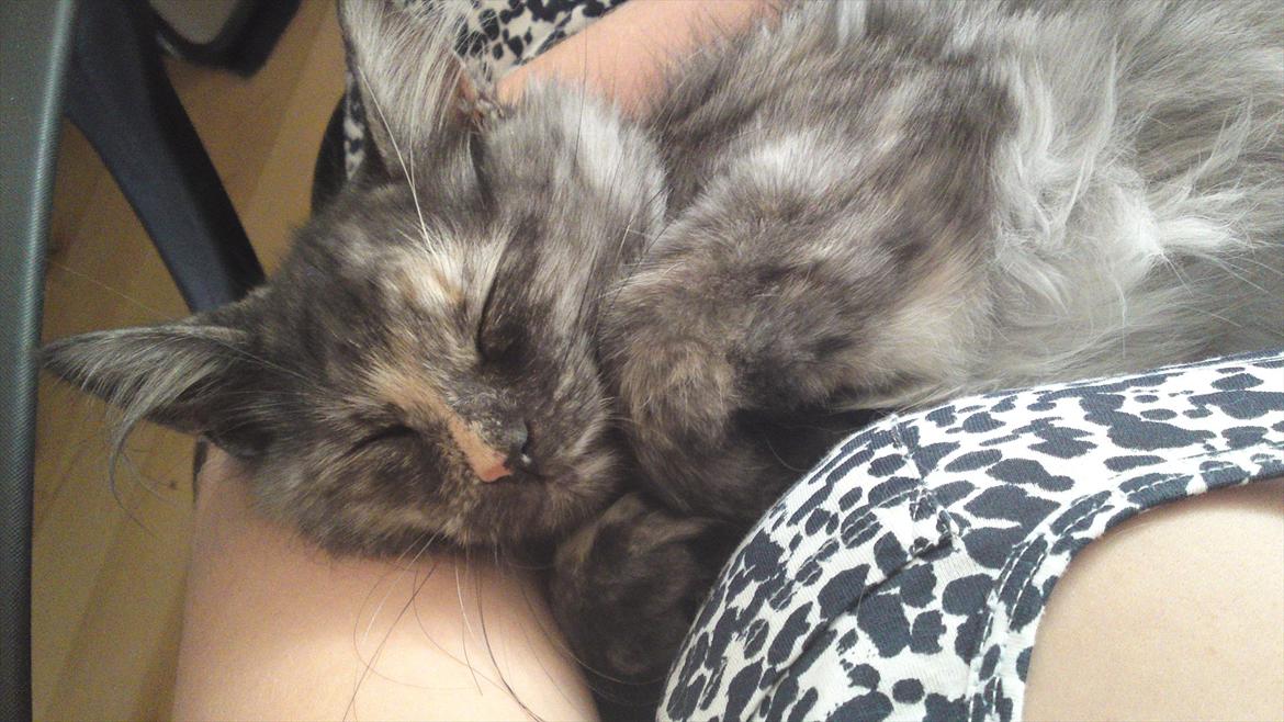 Sibirisk Kat LZ Tvoislava / Chewie billede 16