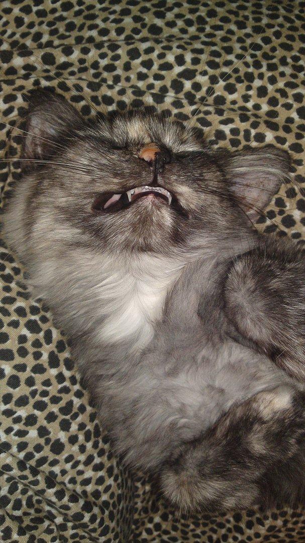 Sibirisk Kat LZ Tvoislava / Chewie - Hehehe, hun lå og drømte på mit skød, og kiggede lige ned og så så hun sådan ud :D DET måtte foreviges haha! billede 17