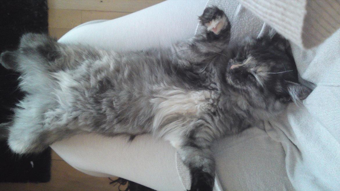 Sibirisk Kat LZ Tvoislava / Chewie - Yyyyyndlingsposition på "mors" skød <3 :D billede 18