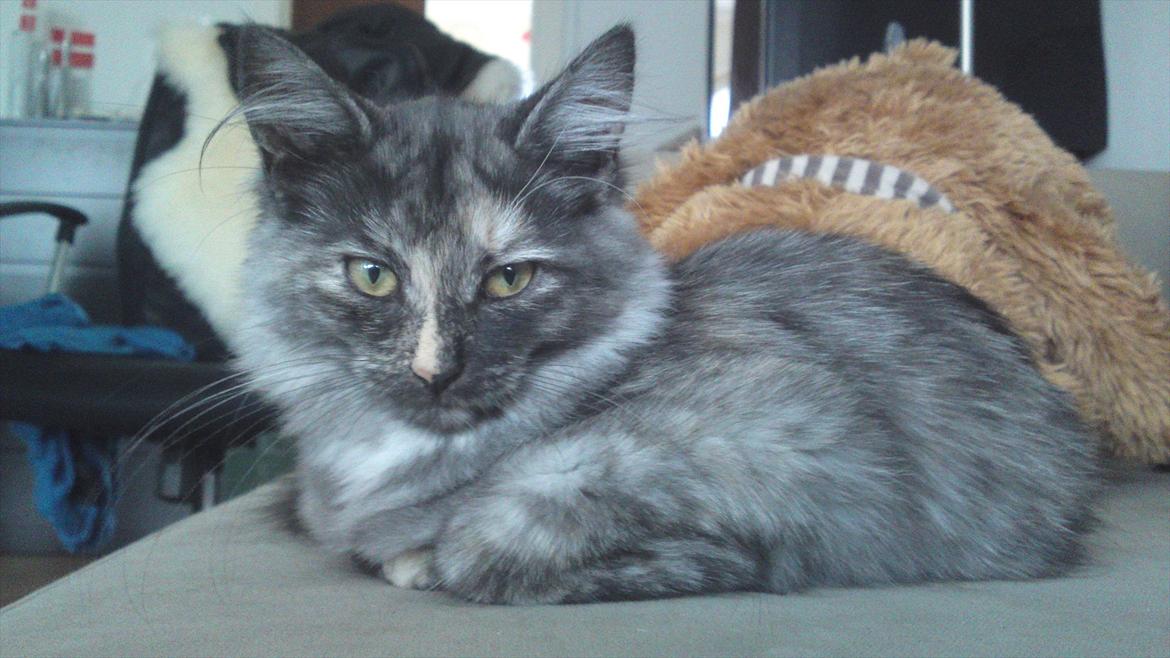 Sibirisk Kat LZ Tvoislava / Chewie billede 1