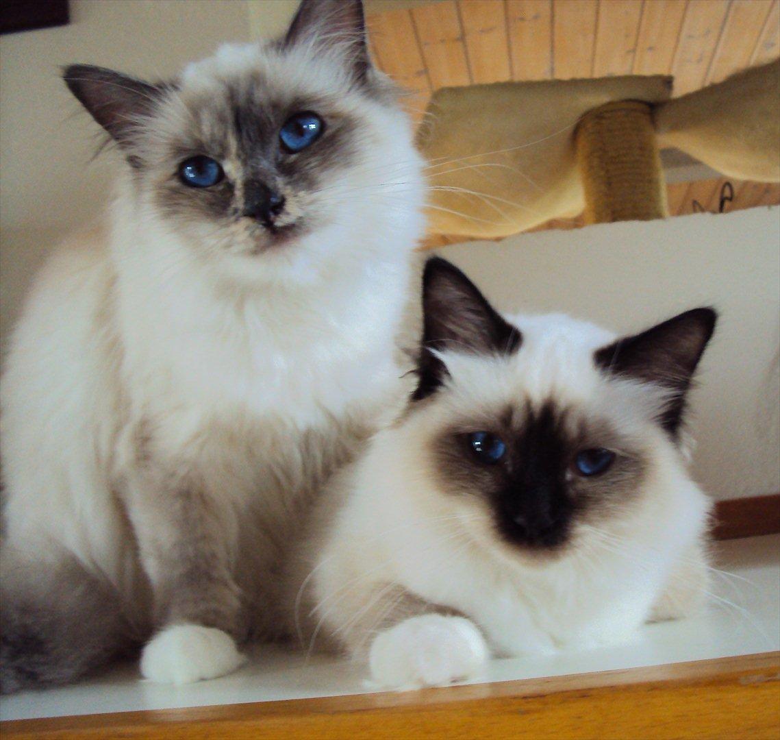 Hellig Birma (N) Miridania´s Lydia - Isabella (tv) & Lydia (th) billede 3
