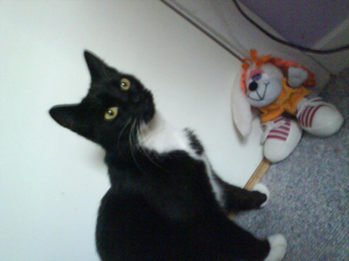 Huskat Mille - Et af de sidste billeder der blev taget inden hun blev kørt ihjel :-/
R.I.P Millemus. 
Jeg savner dig hverdag. billede 1