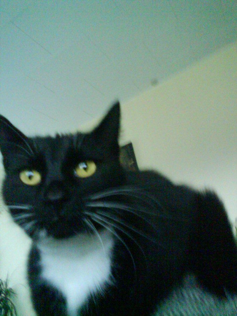 Huskat Mille billede 10