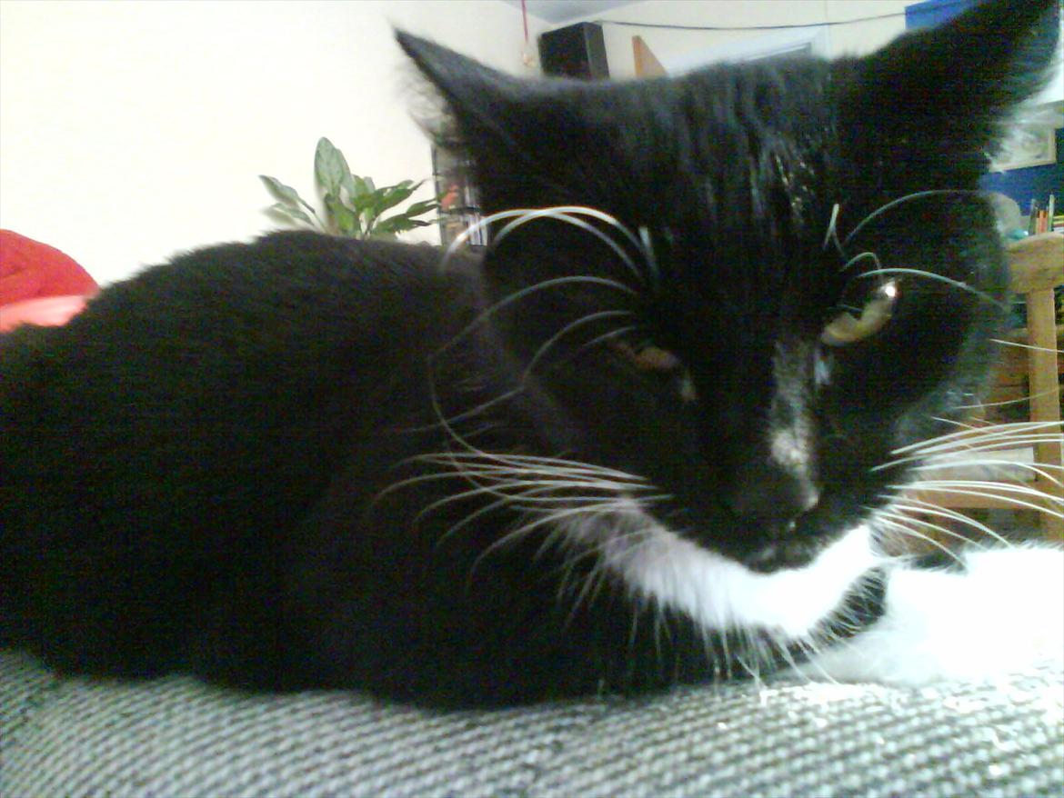 Huskat Mille billede 11