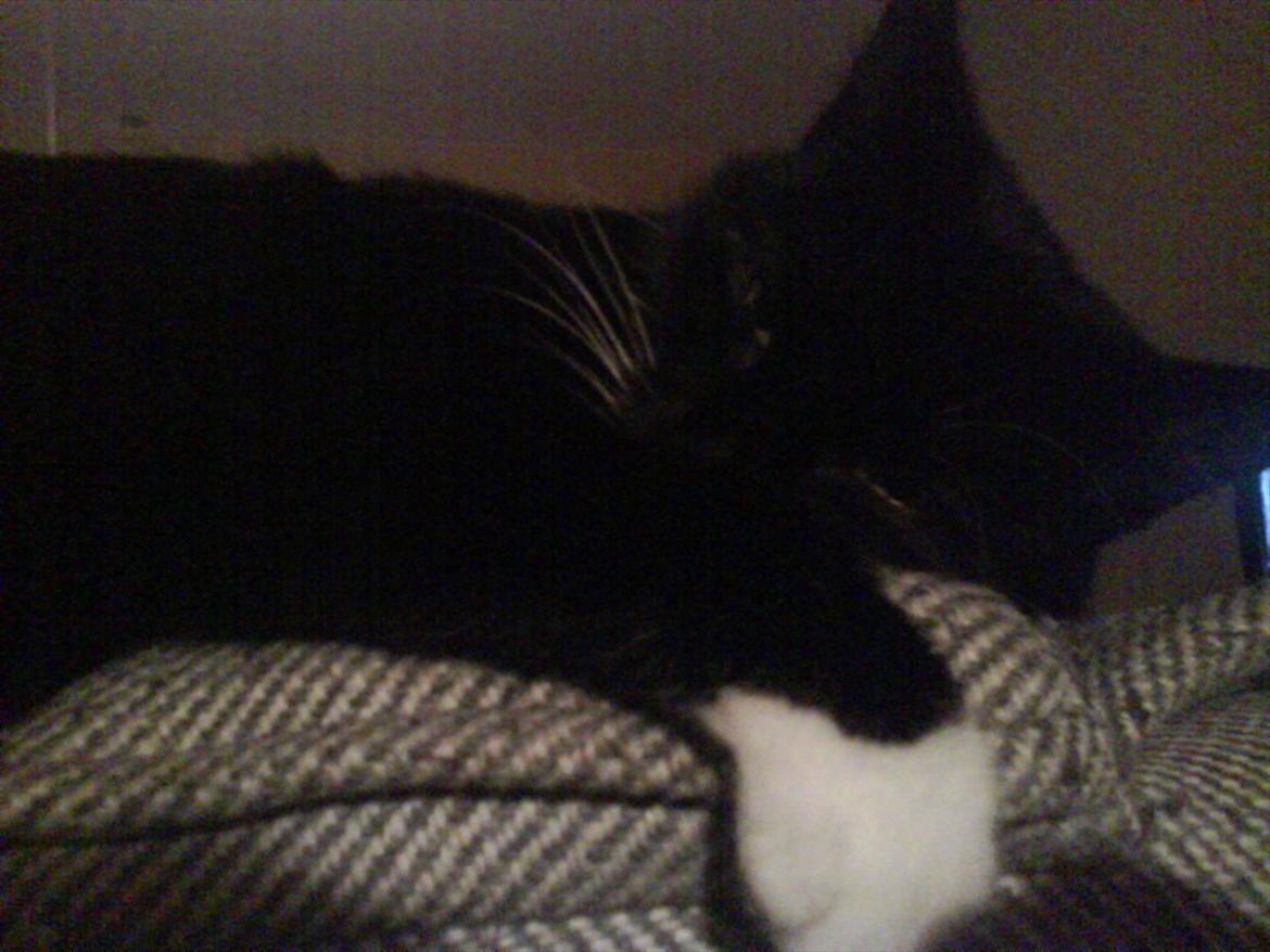 Huskat Mille billede 13