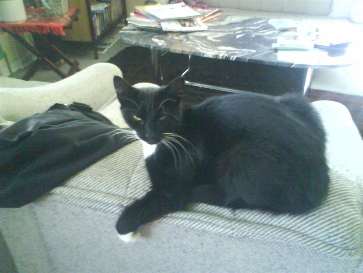 Huskat Mille billede 14