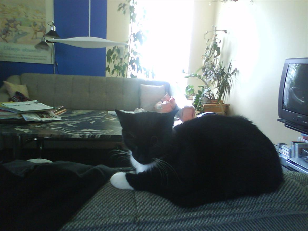 Huskat Mille billede 15