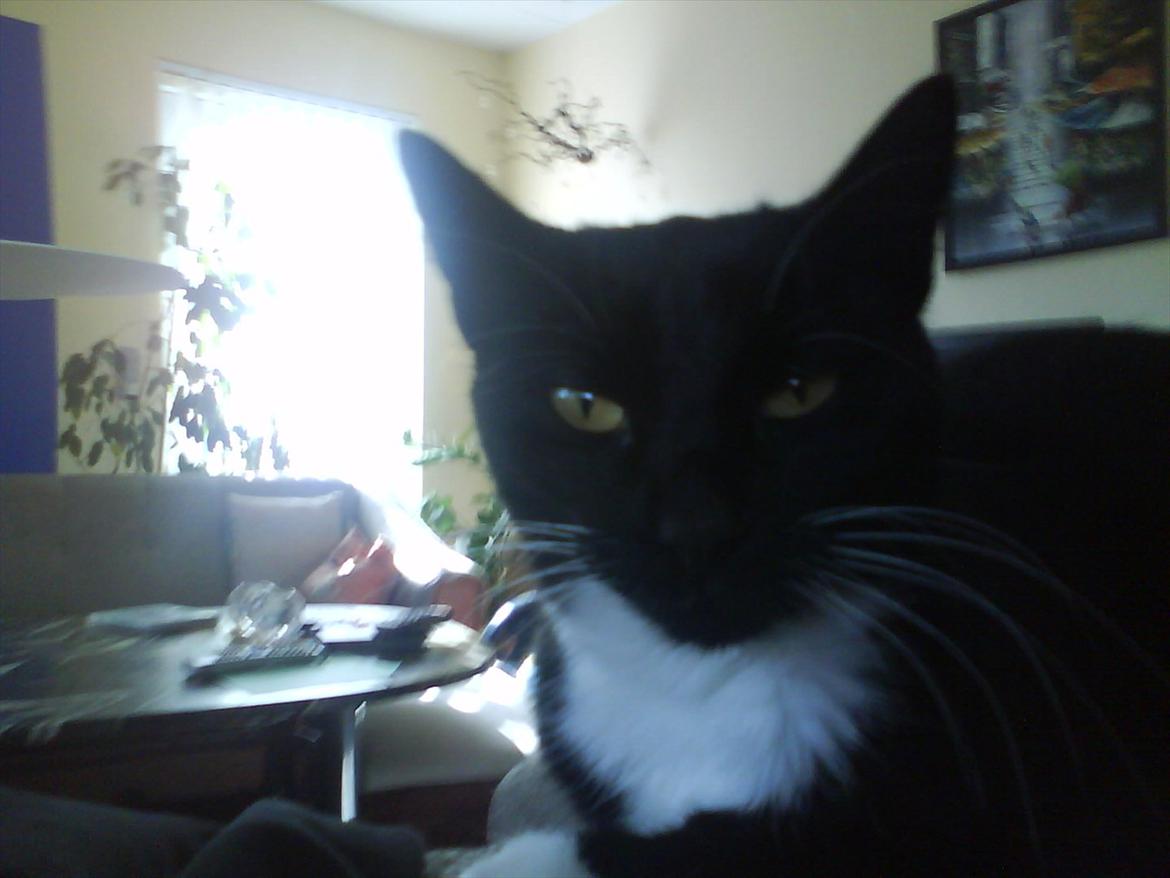 Huskat Mille billede 16