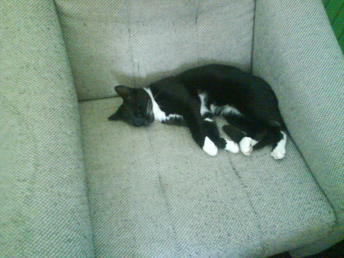 Huskat Mille billede 17