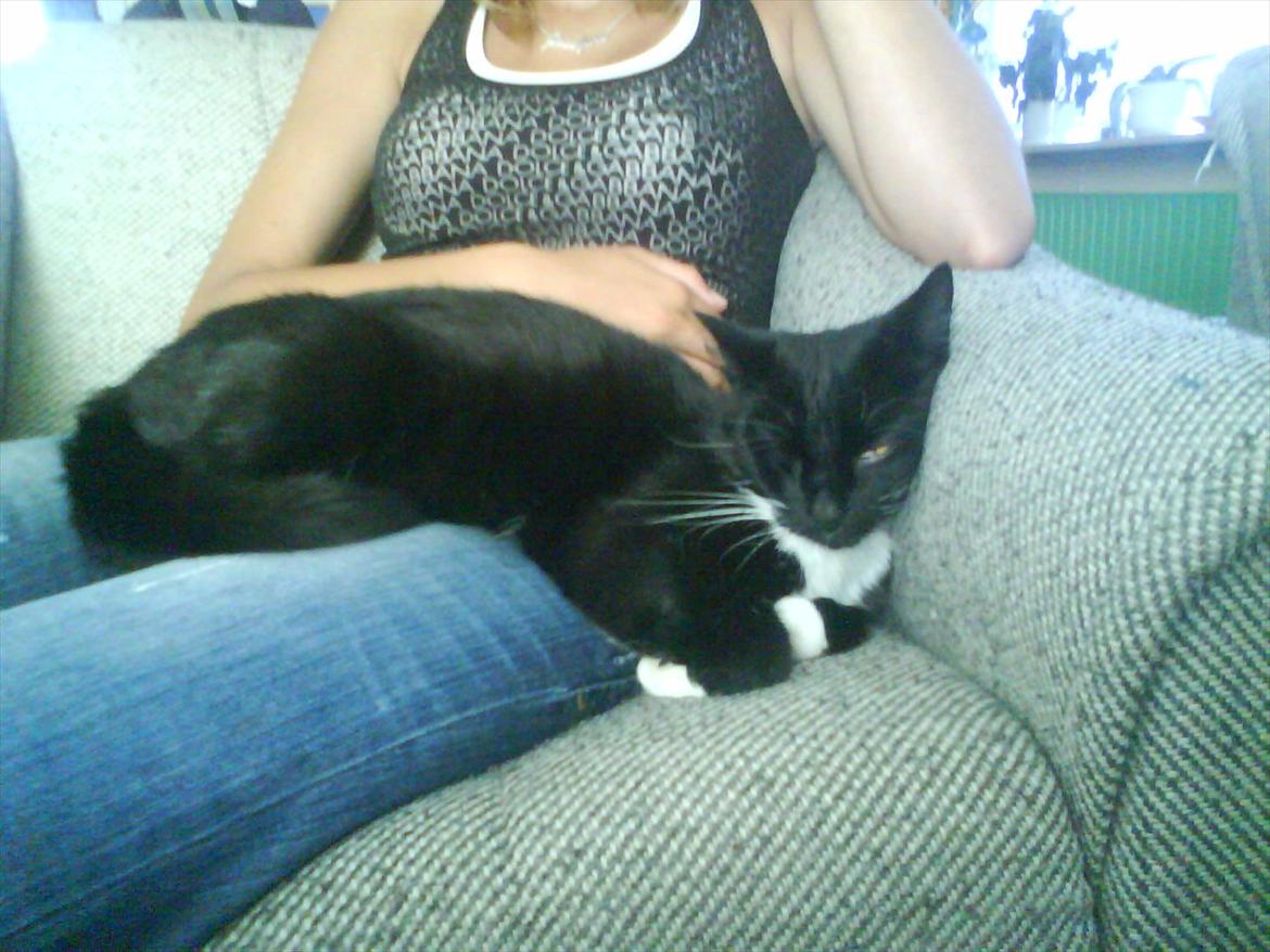 Huskat Mille - Hun har sine sjove måder at ligge på, men er en rigtig hyggemis ;-) billede 2