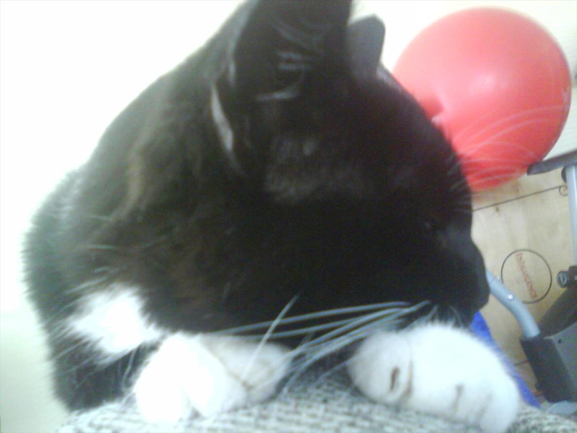 Huskat Mille billede 18