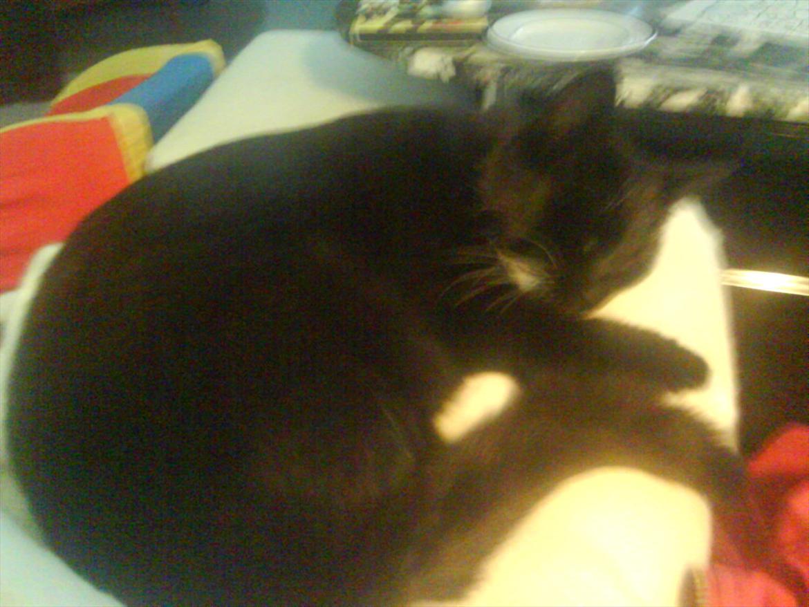 Huskat Mille - En vaskeægte hyggemis. billede 9