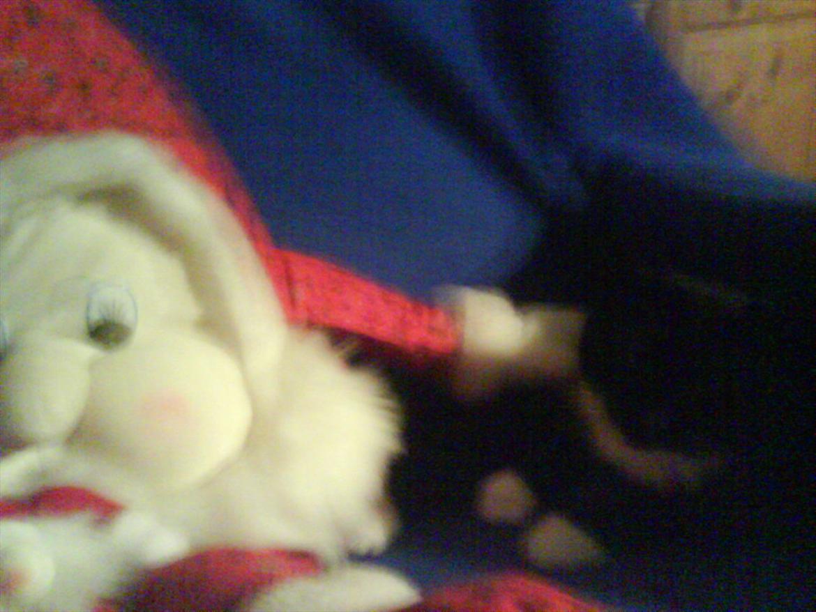 Huskat Mille - Nissefar og Mille billede 4