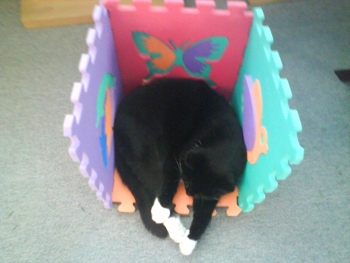 Huskat Mille - Perfekt pasform til min Millemus :-) billede 5