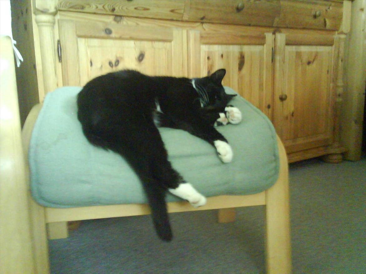 Huskat Mille - Hun lagde tit sjovt og så ud som om hun var ved at falde ned. billede 7