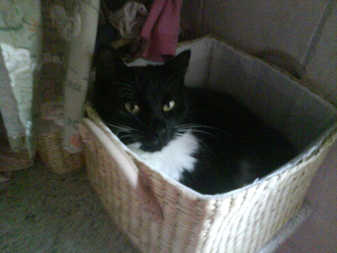 Huskat Mille - En af mine søskende's tøjkurv var åben rar at ligge i ;-) billede 3