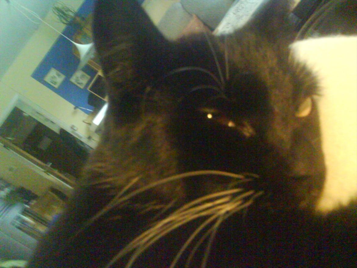 Huskat Mille billede 12