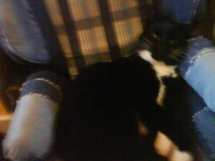 Huskat Mille - En barnestol er åbenbart heller ikke værst. billede 8