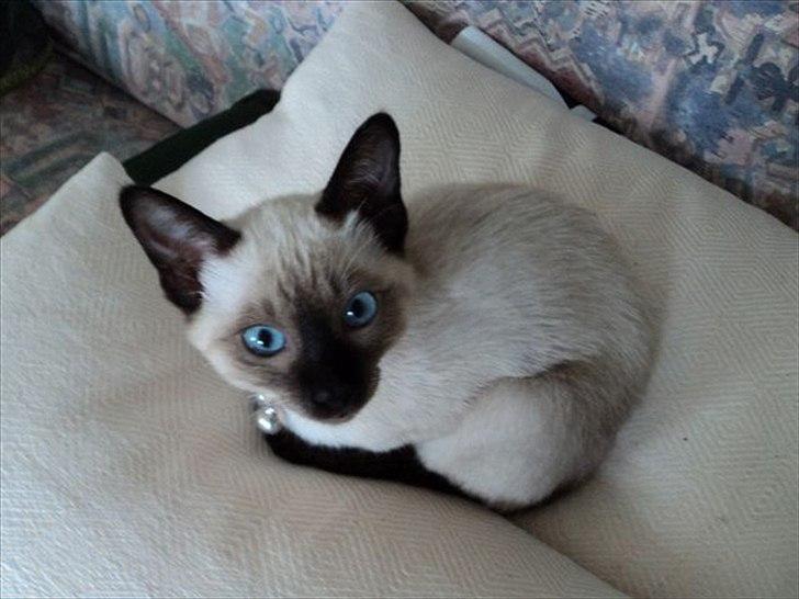 Siameser Madonna Dimarli - Et lille hvil billede 1