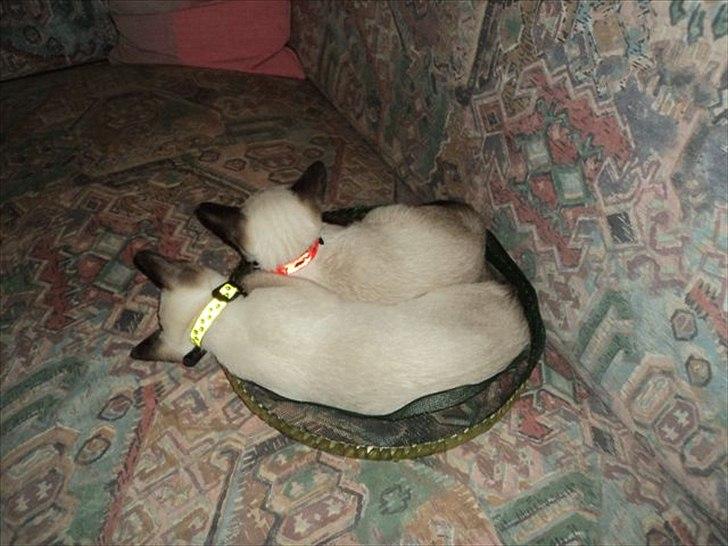 Siameser Madonna Dimarli - Der kan sagtens sove to killinger på et fluenet billede 2