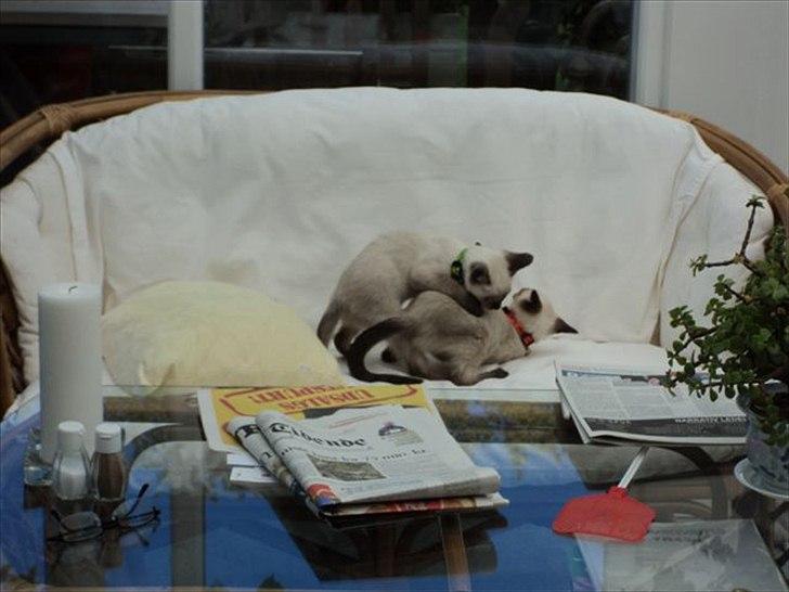 Siameser Madonna Dimarli - Rask slåskamp billede 3